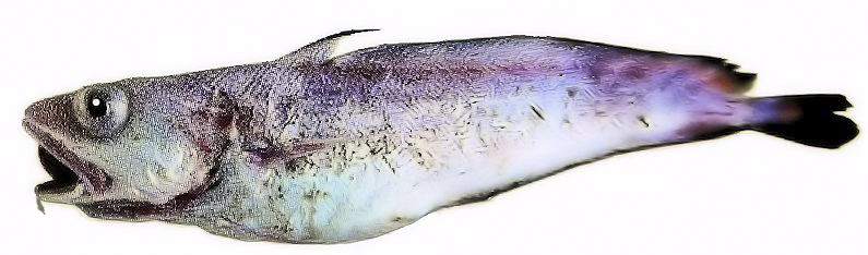 Phycis blenoides_0lllll